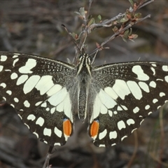 Papilio demoleus at Karabar, NSW - 11 Sep 2024