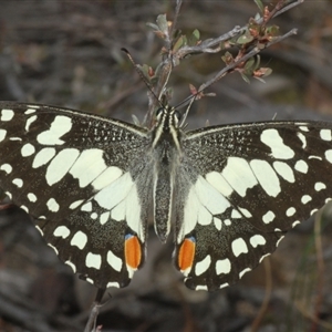 Papilio demoleus at Karabar, NSW - 11 Sep 2024