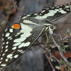 Papilio demoleus at Karabar, NSW - 11 Sep 2024