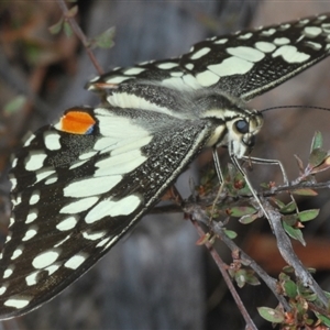 Papilio demoleus at Karabar, NSW - 11 Sep 2024