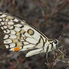 Papilio demoleus at Karabar, NSW - 11 Sep 2024