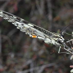 Papilio demoleus at Karabar, NSW - 11 Sep 2024