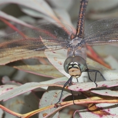 Anax papuensis (Australian Emperor) at Bonner, ACT - 11 Sep 2024 by Harrisi