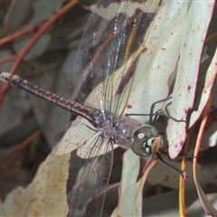 Anax papuensis at Bonner, ACT - 11 Sep 2024