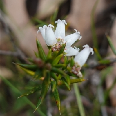 Lissanthe strigosa subsp. subulata (Peach Heath) at Bungonia, NSW - 11 Sep 2024 by RobG1