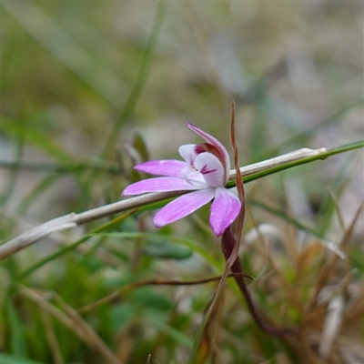 Caladenia fuscata (Dusky Fingers) at Bungonia, NSW - 11 Sep 2024 by RobG1