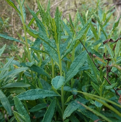 Senecio linearifolius var. arachnoideus (Cobweb Fireweed Groundsel) at Bungonia, NSW - 11 Sep 2024 by RobG1