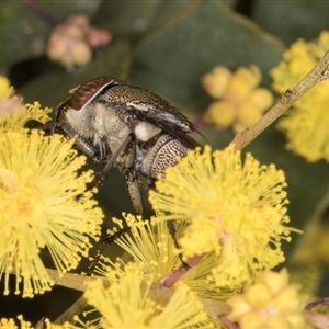 Stomorhina subapicalis at Acton, ACT - 11 Sep 2024