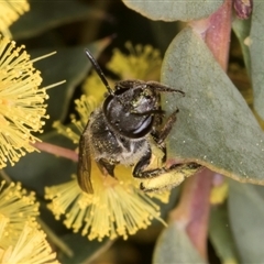 Lasioglossum (Parasphecodes) sp. (genus & subgenus) (Halictid bee) at Acton, ACT - 11 Sep 2024 by kasiaaus