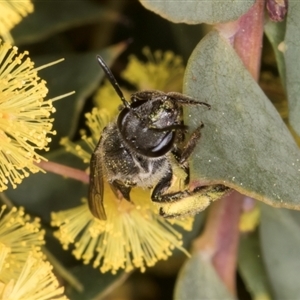 Lasioglossum (Parasphecodes) sp. (genus & subgenus) at Acton, ACT - 11 Sep 2024