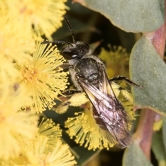 Lasioglossum (Parasphecodes) sp. (genus & subgenus) at Acton, ACT - 11 Sep 2024