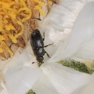 Nitidulidae sp. (family) at Acton, ACT - 11 Sep 2024 by kasiaaus
