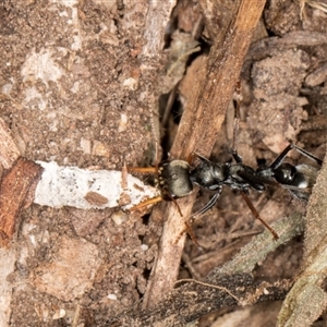 Myrmecia sp., pilosula-group at Acton, ACT - 11 Sep 2024