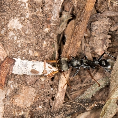 Myrmecia sp., pilosula-group (Jack jumper) at Acton, ACT - 11 Sep 2024 by kasiaaus