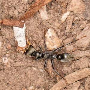 Myrmecia sp., pilosula-group at Acton, ACT - 11 Sep 2024