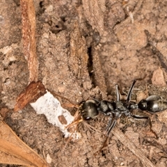 Myrmecia sp., pilosula-group at Acton, ACT - 11 Sep 2024 01:32 PM