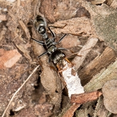 Myrmecia sp., pilosula-group at Acton, ACT - 11 Sep 2024