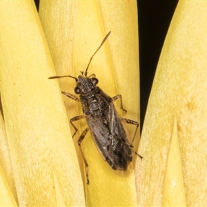 Nysius sp. (genus) at Acton, ACT - 11 Sep 2024