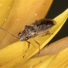 Nysius sp. (genus) at Acton, ACT - 11 Sep 2024