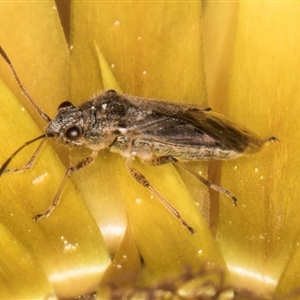 Nysius sp. (genus) at Acton, ACT - 11 Sep 2024