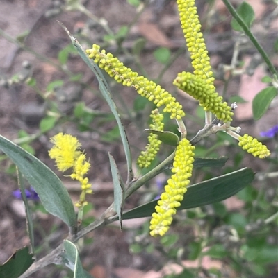 Acacia binervia (Coastal Myall, Kai'arrewan) at Bungonia, NSW - 11 Sep 2024 by JaneR