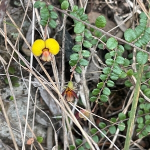 Bossiaea buxifolia at Bungonia, NSW - 11 Sep 2024