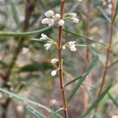 Logania albiflora (Narrow leaf Logania) at Bungonia, NSW - 11 Sep 2024 by JaneR