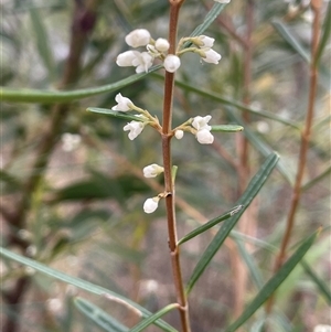 Logania albiflora at Bungonia, NSW - 11 Sep 2024