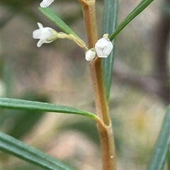 Logania albiflora at Bungonia, NSW - 11 Sep 2024 03:00 PM