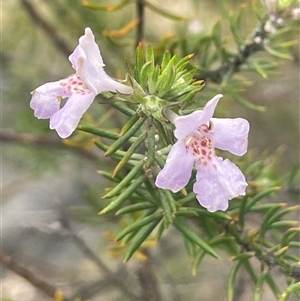 Westringia eremicola at Bungonia, NSW - 11 Sep 2024