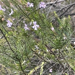 Westringia eremicola at Bungonia, NSW - 11 Sep 2024