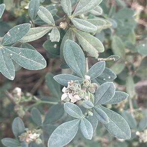 Zieria cytisoides at Bungonia, NSW - 11 Sep 2024