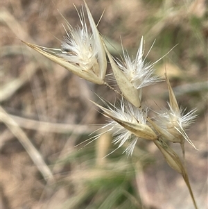 Rytidosperma sp. at Bungonia, NSW - 11 Sep 2024 11:51 AM