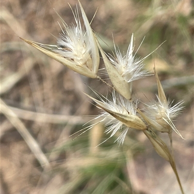 Rytidosperma (genus) (Wallaby Grass) at Bungonia, NSW - 11 Sep 2024 by JaneR
