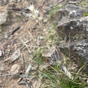 Rytidosperma sp. at Bungonia, NSW - 11 Sep 2024 11:51 AM