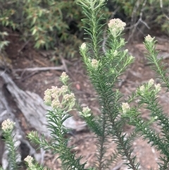 Ozothamnus diosmifolius (Rice Flower, White Dogwood, Sago Bush) at Bungonia, NSW - 11 Sep 2024 by JaneR