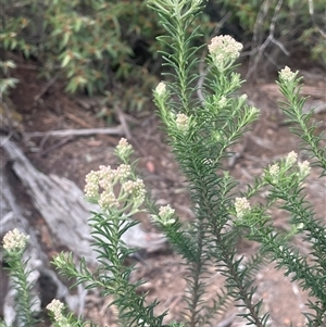 Ozothamnus diosmifolius at Bungonia, NSW - 11 Sep 2024 01:57 PM