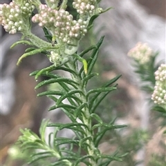 Ozothamnus diosmifolius at Bungonia, NSW - 11 Sep 2024