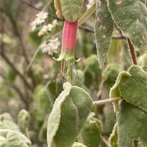 Correa reflexa at Bungonia, NSW - 11 Sep 2024