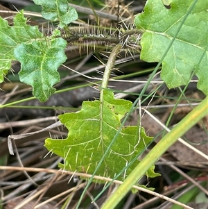 Solanum prinophyllum at Bungonia, NSW - 11 Sep 2024