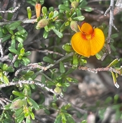 Pultenaea microphylla (Egg and Bacon Pea) at Bungonia, NSW - 11 Sep 2024 by JaneR