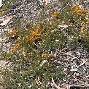 Pultenaea microphylla at Bungonia, NSW - 11 Sep 2024 10:39 AM