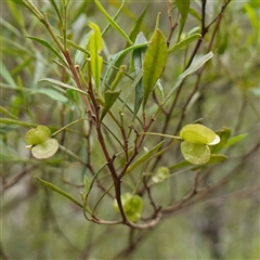 Dodonaea viscosa subsp. spatulata (Broad-leaved Hop Bush) at Bungonia, NSW - 11 Sep 2024 by RobG1