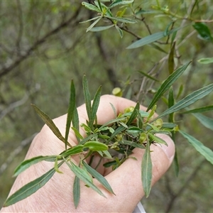 Dodonaea viscosa subsp. spatulata at Bungonia, NSW - 11 Sep 2024 12:02 PM