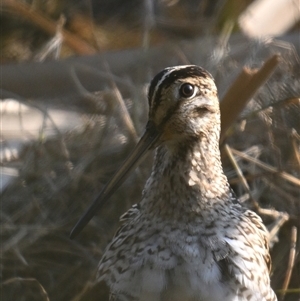 Gallinago hardwickii at Fyshwick, ACT - 10 Sep 2024