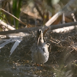 Gallinago hardwickii at Fyshwick, ACT - 10 Sep 2024