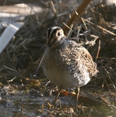 Gallinago hardwickii at Fyshwick, ACT - 10 Sep 2024 03:56 PM