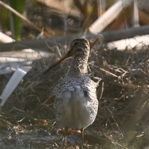 Gallinago hardwickii at Fyshwick, ACT - 10 Sep 2024