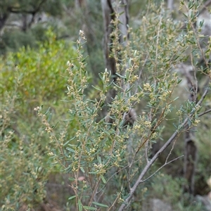 Pomaderris angustifolia at Bungonia, NSW - 11 Sep 2024