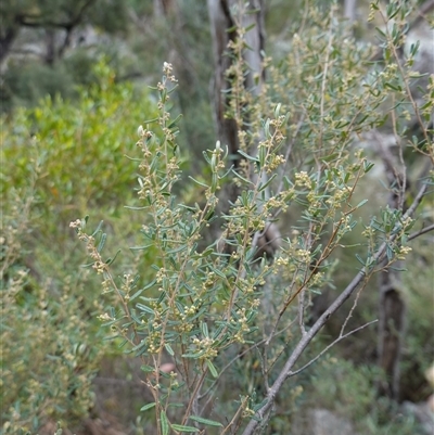 Pomaderris angustifolia (Pomaderris) at Bungonia, NSW - 11 Sep 2024 by RobG1